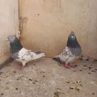 کفتر|حیوانات|شیراز, قلعه شاهزاده بیگم|دیوار