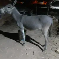 کره خر یک سالو ۵ماهه