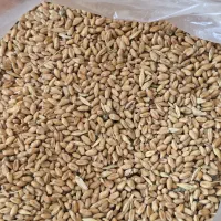 گندم تمیز