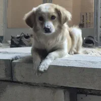 واگذاری سگ|سگ|برخوار, |دیوار