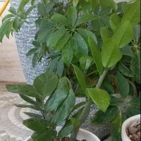 فروش انواع گل خانگی به قیمت عمده بدلیل جابه جابی|گل و گیاه طبیعی|جهرم, |دیوار