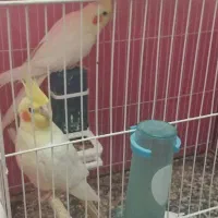 عروس هلندی مولد