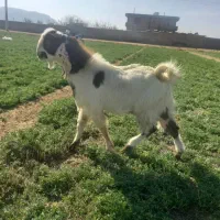 فروش پازن چپش دوبرو و یک میش بختیاری ملحه سوز