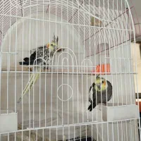 عروس هلندی جفت