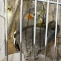 فروش عروس هلندی|پرنده|فسا, |دیوار