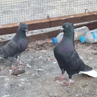 جفت سیاه دم سفید جم