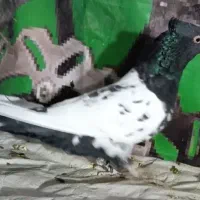 طوطی جوجه|پرنده|نیشابور, شهید بهشتی|دیوار