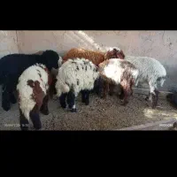 اهواز