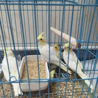 عروس هلندی سرلاکی و دون خور|پرنده|قدس, شهر‌قدس|دیوار