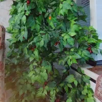 گل تزیینی درخت گیلاس