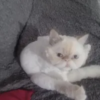 گربه پرشین فلت