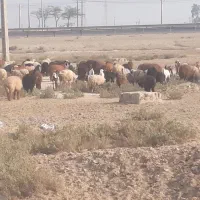 فروش بره چاق درجه یک گوشتی وزنده ونذری خونریزی|حیوانات مزرعه|بندر امام خمینی, |دیوار