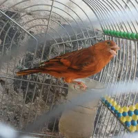 سهره قناری مست|پرنده|شیراز, دارالرحمه|دیوار