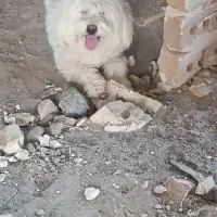 باخرز
