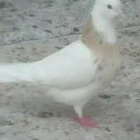 پرنده طوقی کبوتر