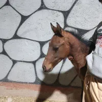 کره نر 5ماه عرب|اسب و تجهیزات اسب‌سواری|باقرشهر, |دیوار