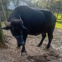 فروش گاومیش با گوساله نر نژاد(ایتالیایی)