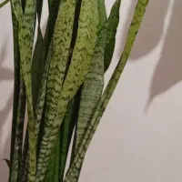 گل بفروش میرسد