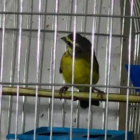 یاسمین ماده سهره قناری فنچ|پرنده|تهران, سردارجنگل|دیوار
