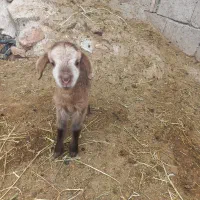 بره شیری|حیوانات مزرعه|مشگین شهر, |دیوار