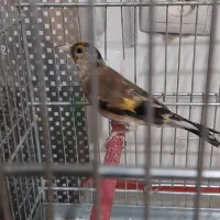 ماده سهره جوجه قفس|پرنده|کرمانشاه, |دیوار