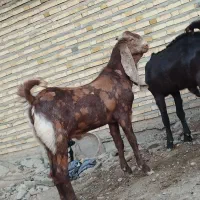 بزغاله نر