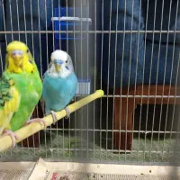 یک جفت مرغ عشق معاوضه با پرنده