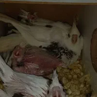 آلبینو|پرنده|شبستر, |دیوار