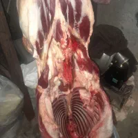 گوشت گوسفندی تازه