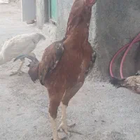خروس سیاه پا پر اصیل برای چشم زخم خروس لاری|حیوانات مزرعه|مشهد, فاطمیه|دیوار