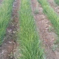 چهار کیلو نهال پیاز فروشی