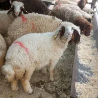 پخش دام زنده با ذبح درب منزل