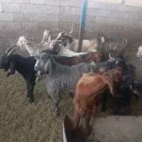 ۲۲راس کهره نر