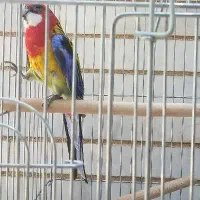 طوطی رزیلا نر|پرنده|شیراز, زرهی|دیوار
