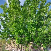 باغچه-دست-اول-آب-برق-600-متر-قره-گوز-ایل