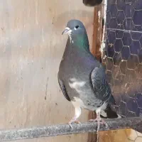 کبوتر دمگیر خرقه کیپ زره ای و بدرنگ