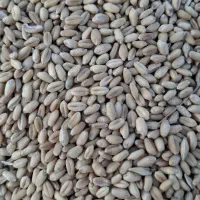 با سلام گندم رقم سارنگ بوجاری شده محصول خودمه