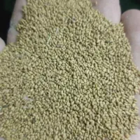 بذر یونجه اصلاح شده 99%|عمده‌فروشی|شیراز, آبیاری|دیوار