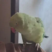 طوطی ملنگو ماده|پرنده|فردیس, فردیس|دیوار