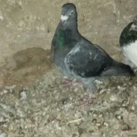 کبوتر پلاکی