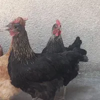 چهار عدد مرغ تخم گذار