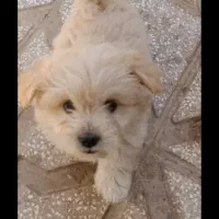 هاپو سه تا نژاد|سگ|مشهد, الهیه|دیوار