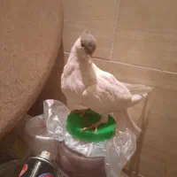 ۳تا کبوتر یا پرنده کتبسر|پرنده|خرمآباد, |دیوار