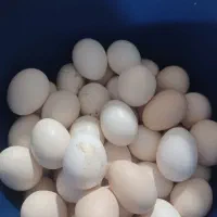 تخم مرغ محلی