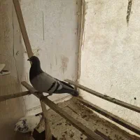 پلاکی نر|پرنده|تهران, خرمشهر|دیوار