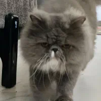 گربه پرشین اصیل ایرانی توسی|گربه|اهواز, پادادشهر|دیوار