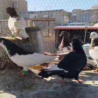 کبوترهوای|پرنده|مشهد, هفت تیر (نه دره)|دیوار