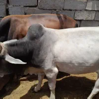 گوساله نر کوهان دار