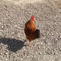 خروس بزرگ|حیوانات مزرعه|قزوین, |دیوار