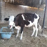 گاو با یک گوساله نر